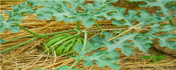 大棚西瓜的种植方法和管理技术（大棚西瓜的种植与管理）