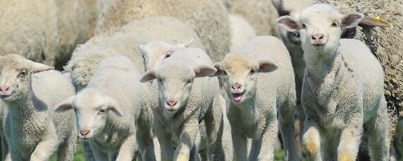 澳洲白绵羊产羔率 澳洲白绵羊的繁殖率