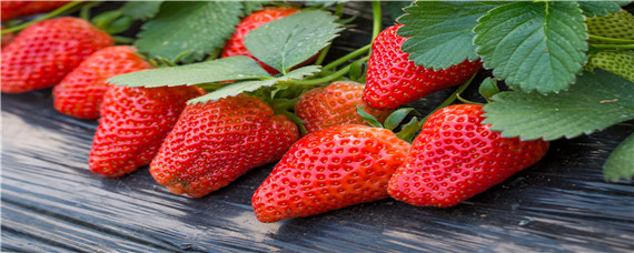 草莓白斑病的防治方法（草莓白斑病害图片）