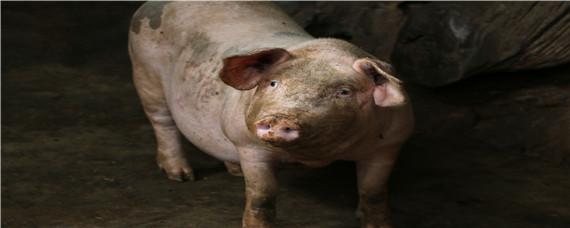 猪链球菌病怎么治 猪链球菌病怎么治疗