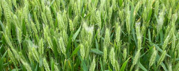 小麦高产新品种有哪些 小麦高产新品种有哪些山东小麦品种