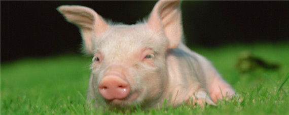 非洲猪瘟主要防控措施 非洲猪瘟应对措施