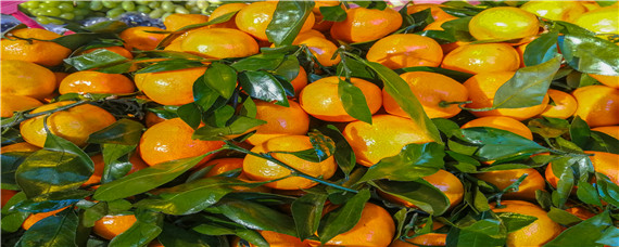 华美七号柑橘品种 华美7号柑橘种植技术