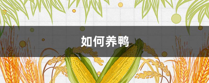 如何养鸭 养鸭的养殖技术