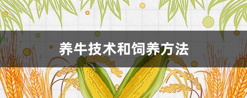 养牛技术和饲养方法（养牛技术和饲养方法培训）