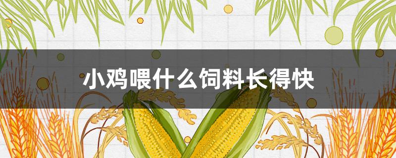 小鸡喂什么饲料长得快（给小鸡喂什么长得快）