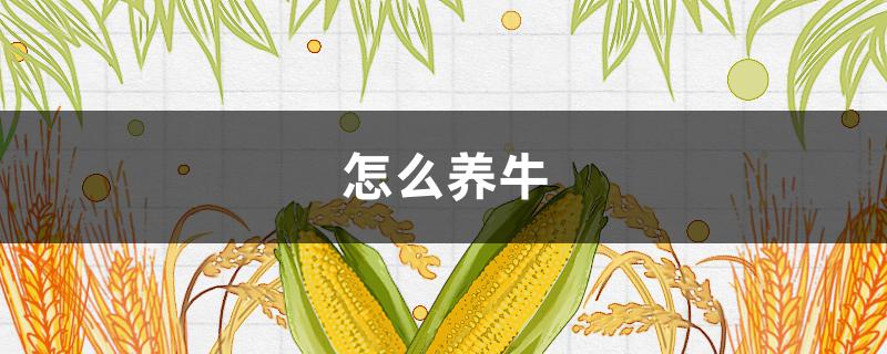 怎么养牛（怎么养牛仔裤）