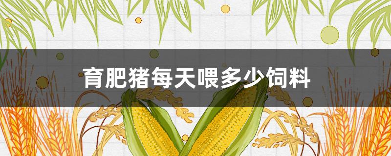 育肥猪每天喂多少饲料（育肥猪喂料量）