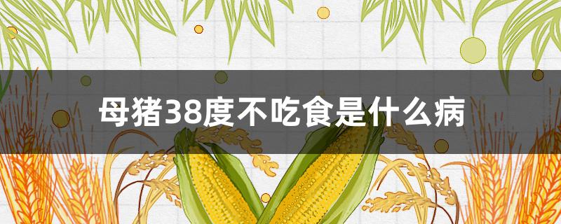 母猪38度不吃食是什么病（哺乳母猪38度不吃食怎么办）