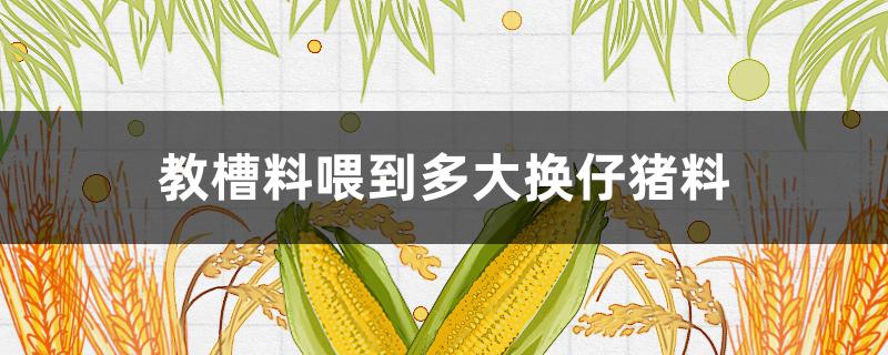 教槽料喂到多大换仔猪料（乳猪教槽料怎么喂）