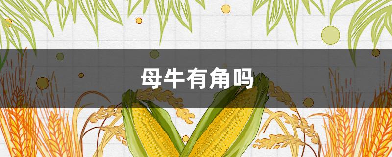 母牛有角吗（母牛有角么）