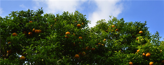 柑橘白癞病防治 柑橘果实白癞病用什么农药防治