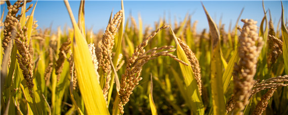 2020年水稻主推品种 2020年高产水稻品种有哪些