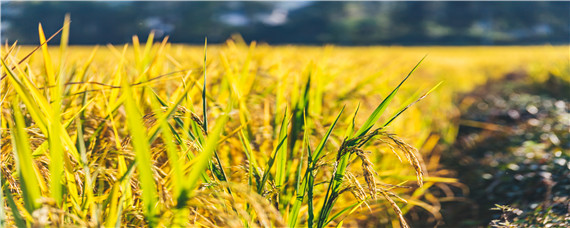 2020水稻最低收购价公布 2020水稻最低收购价收购预案