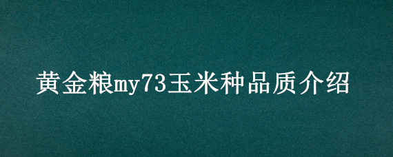 黄金粮my73玉米种品质介绍 黄金粮my73玉米种生育期多少天