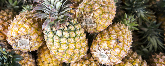 菠萝的种植方法过程 菠萝的栽种方法