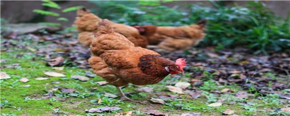 鸡瘟的鸡有什么症状 鸡新城疫的症状