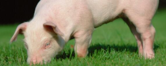 荷兰猪最大能长多少斤 荷兰猪最大能长几斤