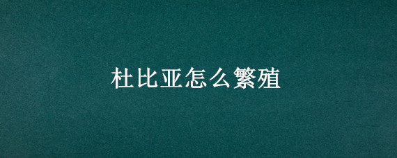 杜比亚怎么繁殖 杜比亚如何繁殖