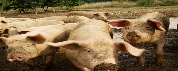 猪是杂食动物还是食草动物 猪是植食动物还是杂食动物