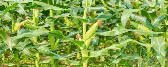玉米小喇叭口期是几叶 玉米几个叶是大喇叭口期图片动
