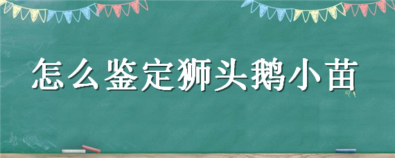 怎么鉴定狮头鹅小苗（怎样鉴别狮头鹅苗）