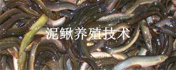 泥鳅养殖技术（泥鳅养殖技术和饲料配方）