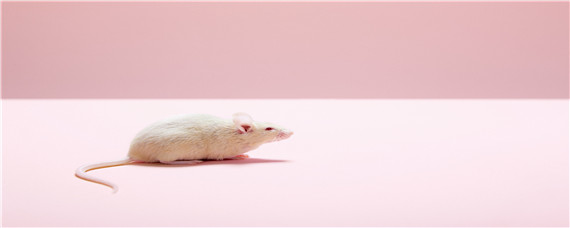 怎么防止老鼠爬床 老鼠爬床怎么办