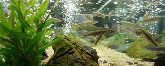 鱼缸褐藻的优缺点 鱼缸褐藻对鱼生长有害吗