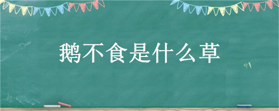 鹅不食是什么草（鹅不食草是什么样子?）