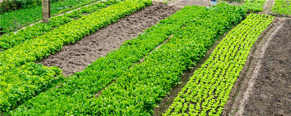 什么是有机肥料和无机肥料 化学肥料是有机还是无机肥
