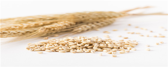 鲁农116小麦品种（鲁农116小麦品种特征特性）