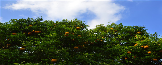 柑橘裂果是什么原因,柑橘如何防裂 如何防止柑橘果实裂果