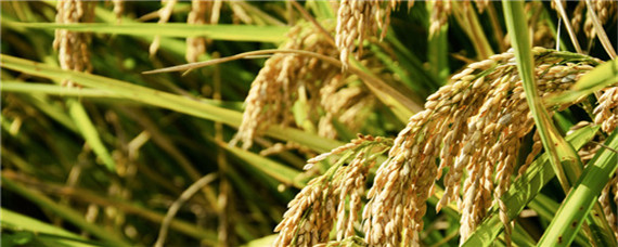 水稻破口前5-7天怎样判断 水稻破口到成熟多少天