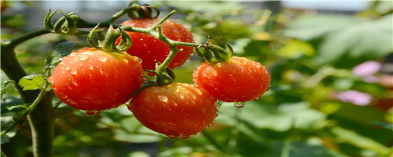 西红柿的种植方法和管理技术 西红柿的种植方法和管理技术 百度网盘