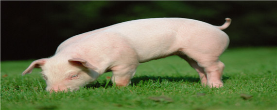 生猪的生长周期（猪生长周期表）