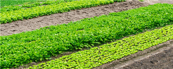 蔬菜种植技术与管理 蔬菜种植技术与管理app