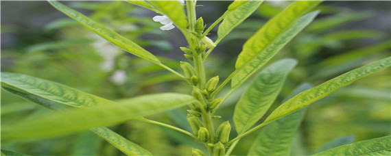 芝麻啥时间打控旺药 芝麻什么时候打控旺药