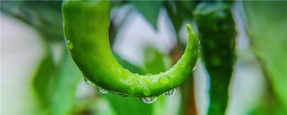 小米辣种植时间和方法（小米辣怎么种植技术）