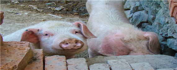 环保局对养猪场的要求（养猪场环保需要满足什么条件）