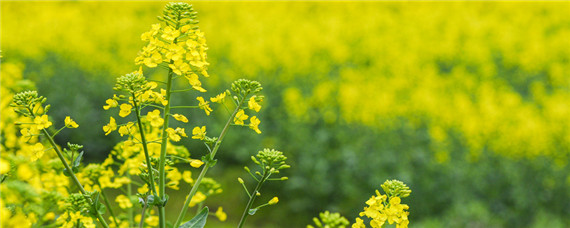 特高产油菜品种（高产油菜品种介绍）