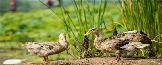 填鸭的养殖方法 填鸭养殖场