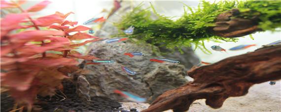 鱼缸里长褐藻说明什么 鱼缸里褐色的藻