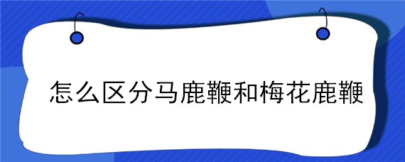 怎么区分马鹿鞭和梅花鹿鞭 马鹿鹿鞭和梅花鹿鹿鞭 怎么区别