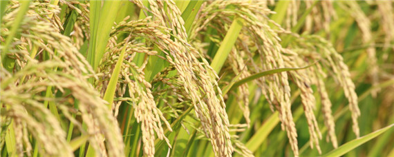 稻瘟病三种重要农药 稻瘟病三种重要农药什么水稻品种抗病能力强?