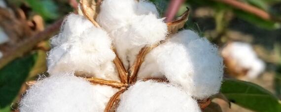 江苏棉花种植面积减少的原因 我国棉花种植面积下降的原因