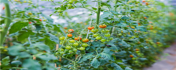 番茄常见病害与防治 番茄常见病害有哪些