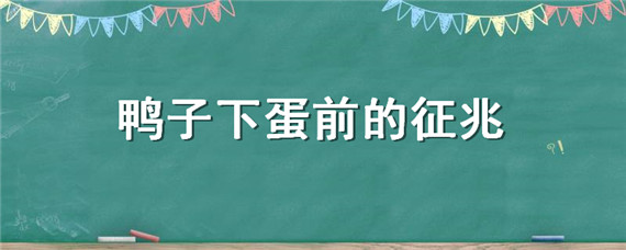 鸭子下蛋前的征兆 鸭子早上下蛋