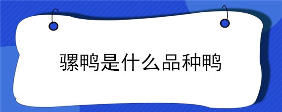 骡鸭是什么品种鸭 什么是骡鸭苗