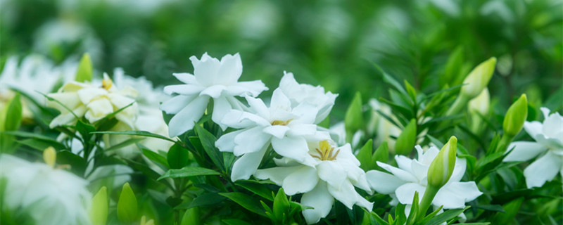 栀子花一年开几次花（栀子花一年开几次花,什么时候开花）